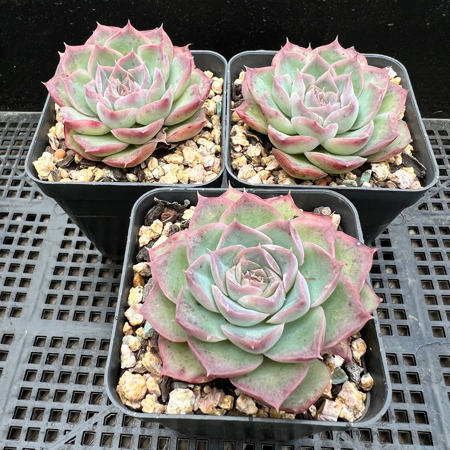 Echeveria 'Strawberry Roll'