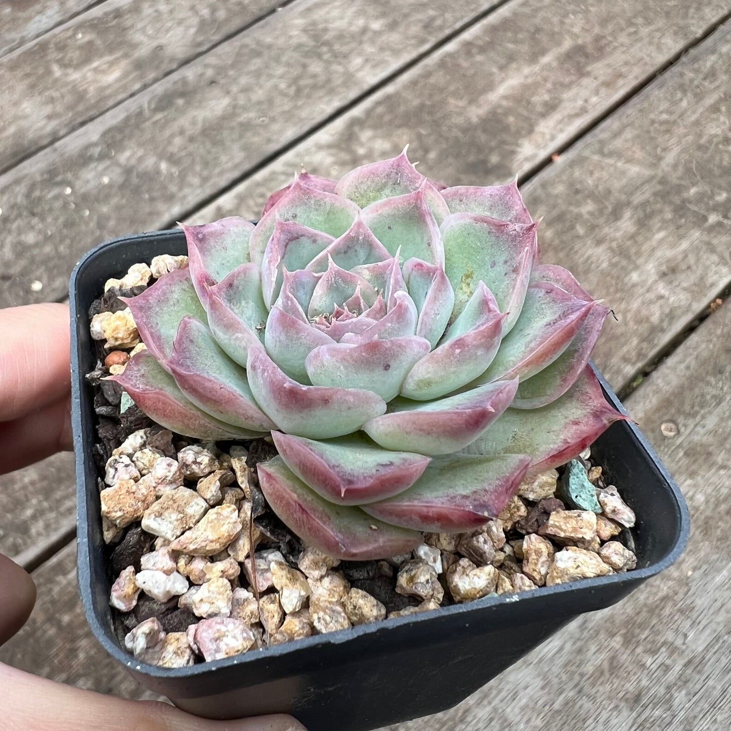 Echeveria 'Strawberry Roll'