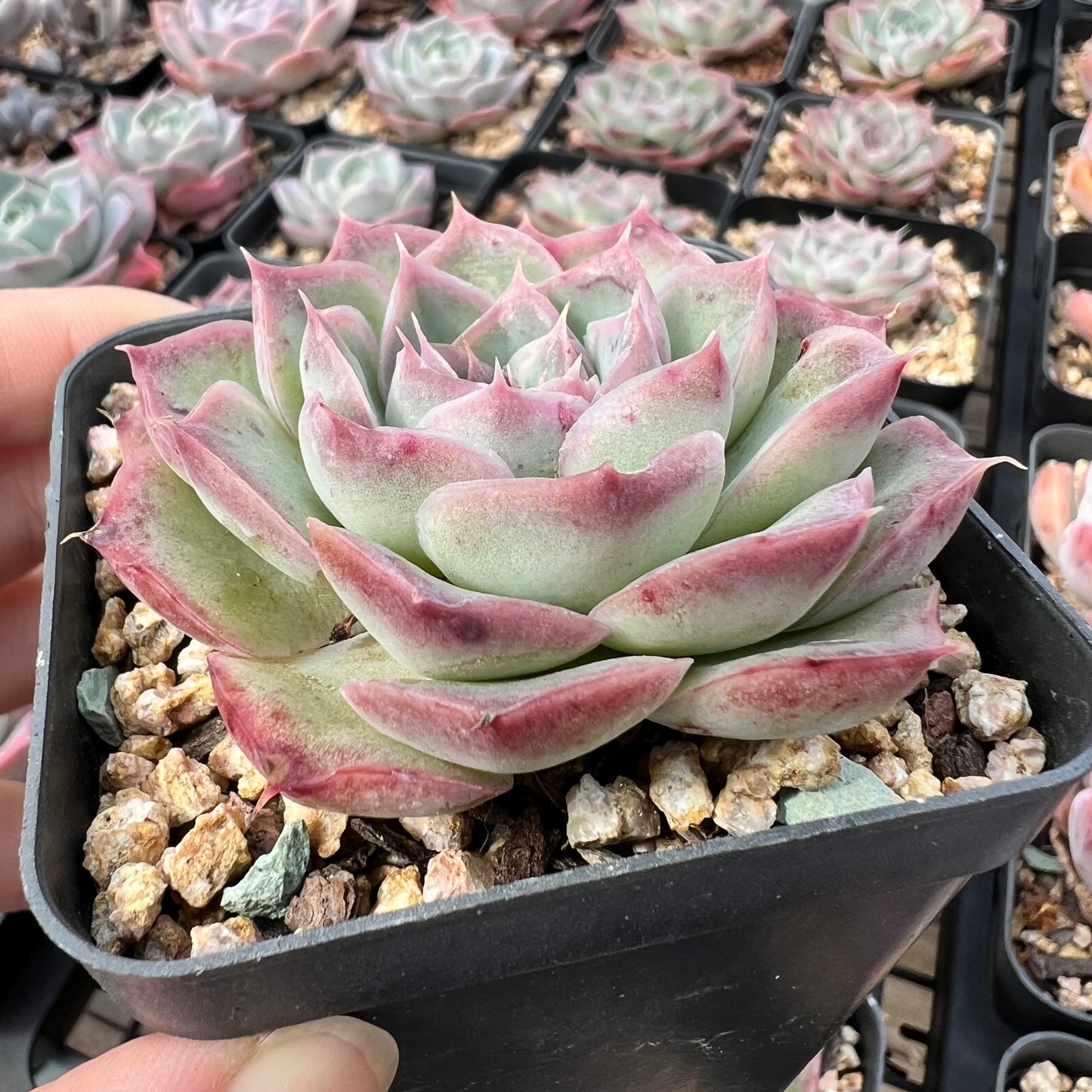 Echeveria 'Strawberry Roll'