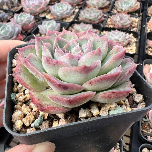Echeveria 'Strawberry Roll'