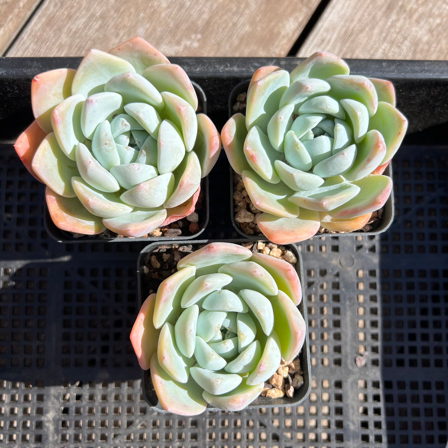 Echeveria 'White Shell'