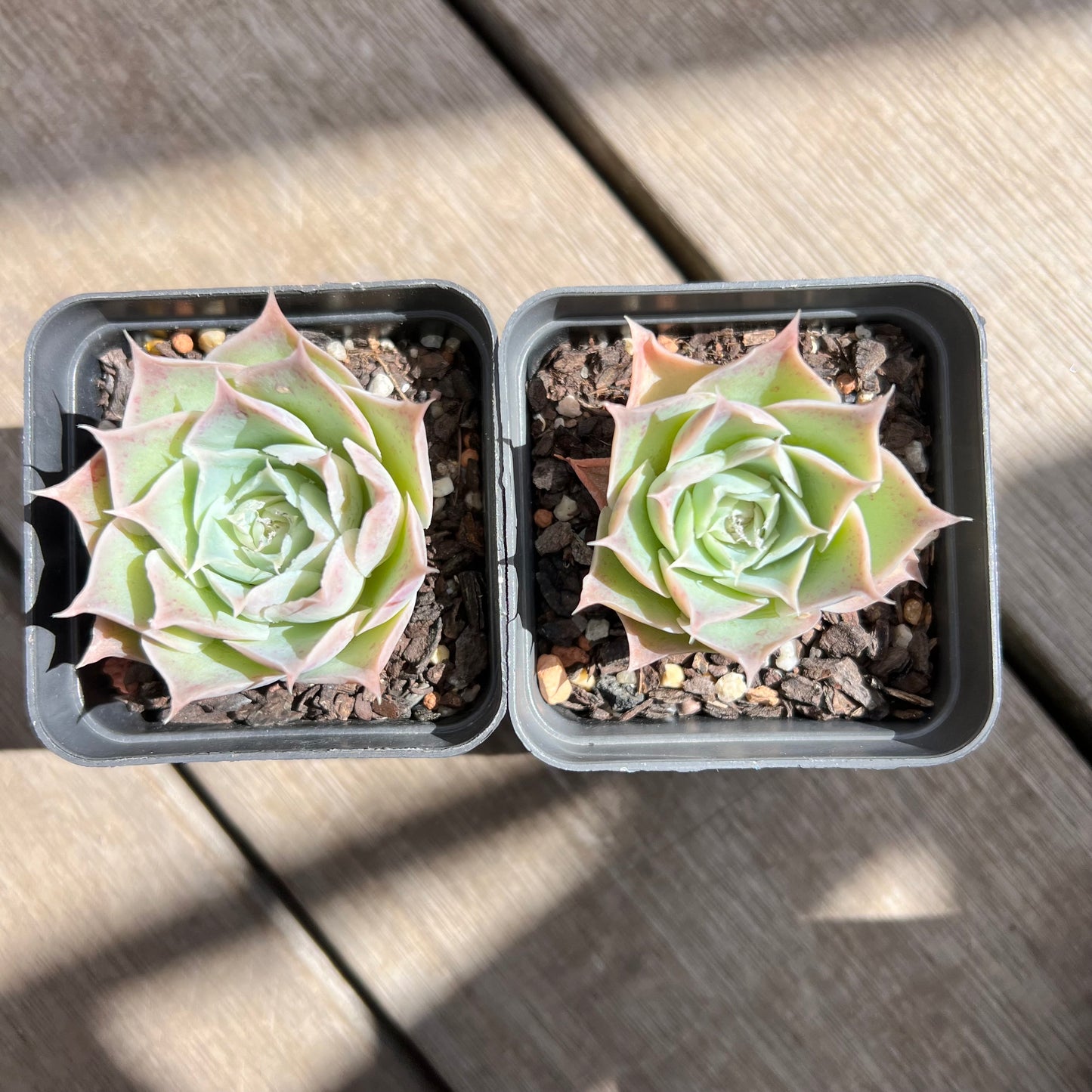 Echeveria simulans 'Laguna Sanchez'