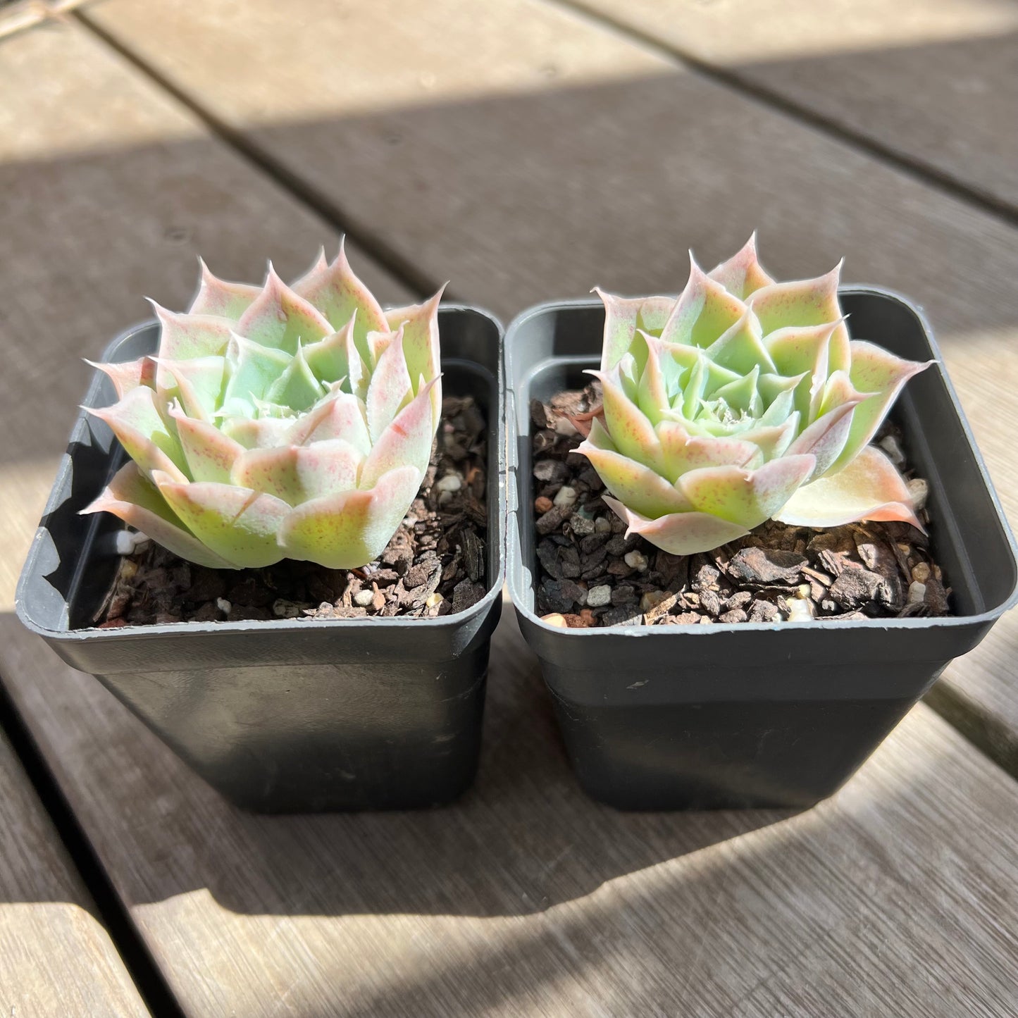 Echeveria simulans 'Laguna Sanchez'