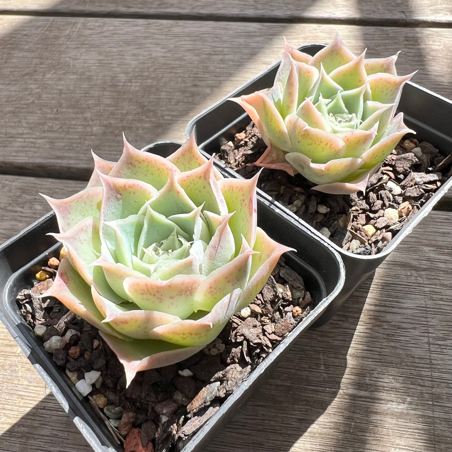 Echeveria simulans 'Laguna Sanchez'