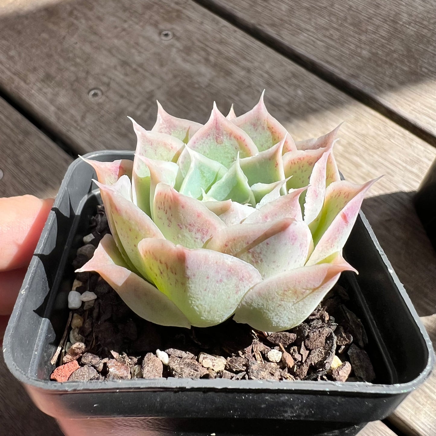 Echeveria simulans 'Laguna Sanchez'