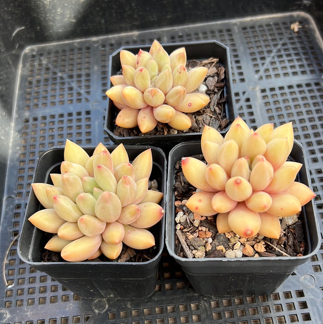 Pachyveria Red Angel's Finger / Red Dragonfly