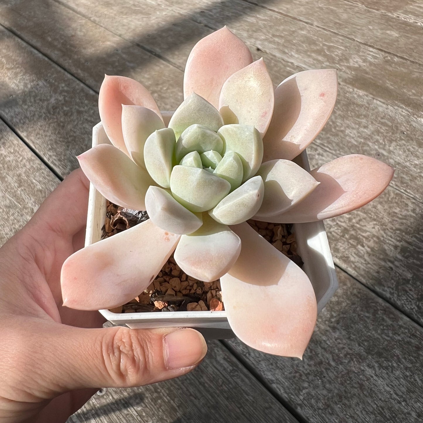 1405 Graptoveria Sp.