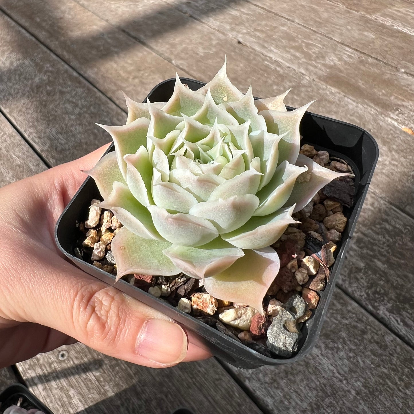 💝 Echeveria Simulans