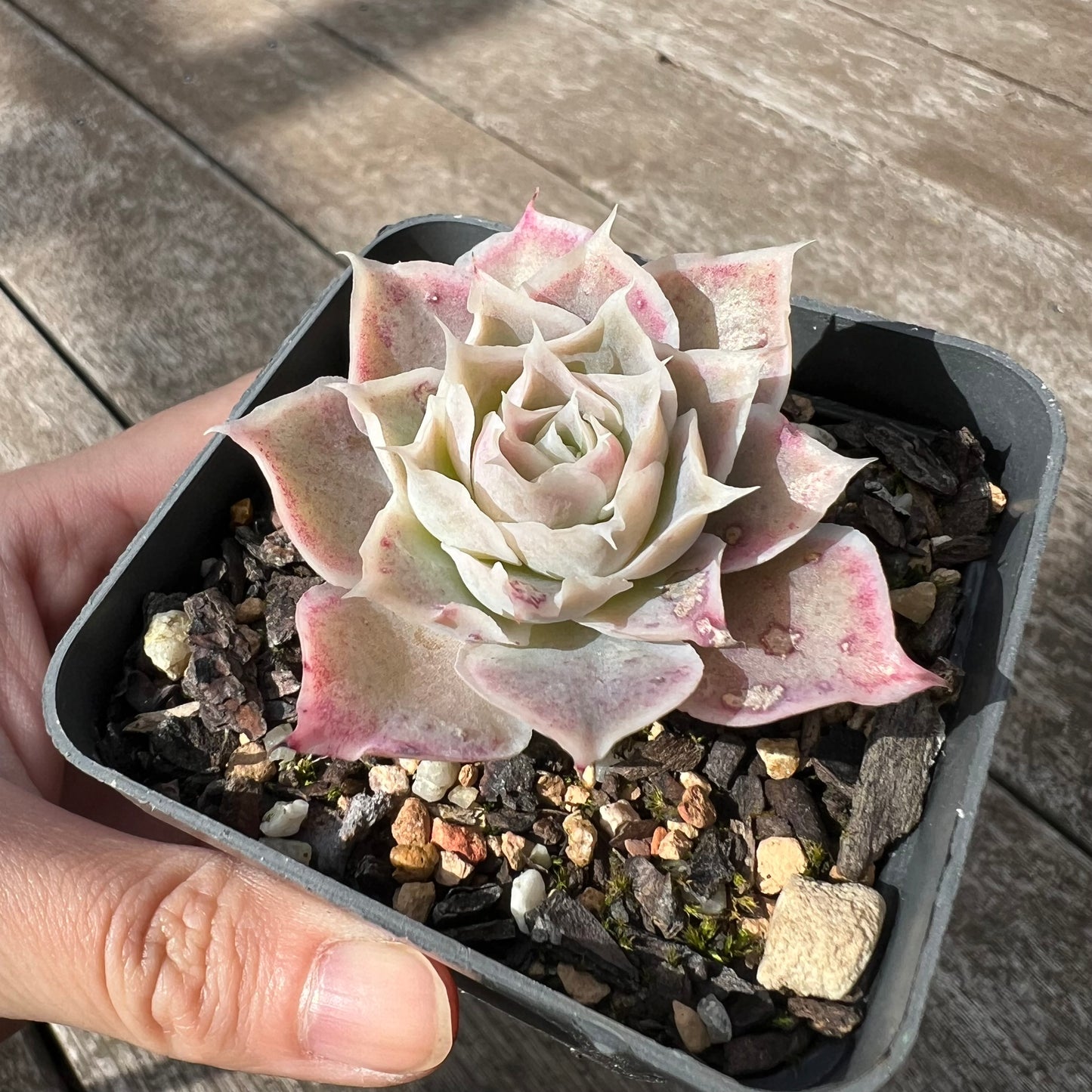 1405 Echeveria Simulans 'Blush'