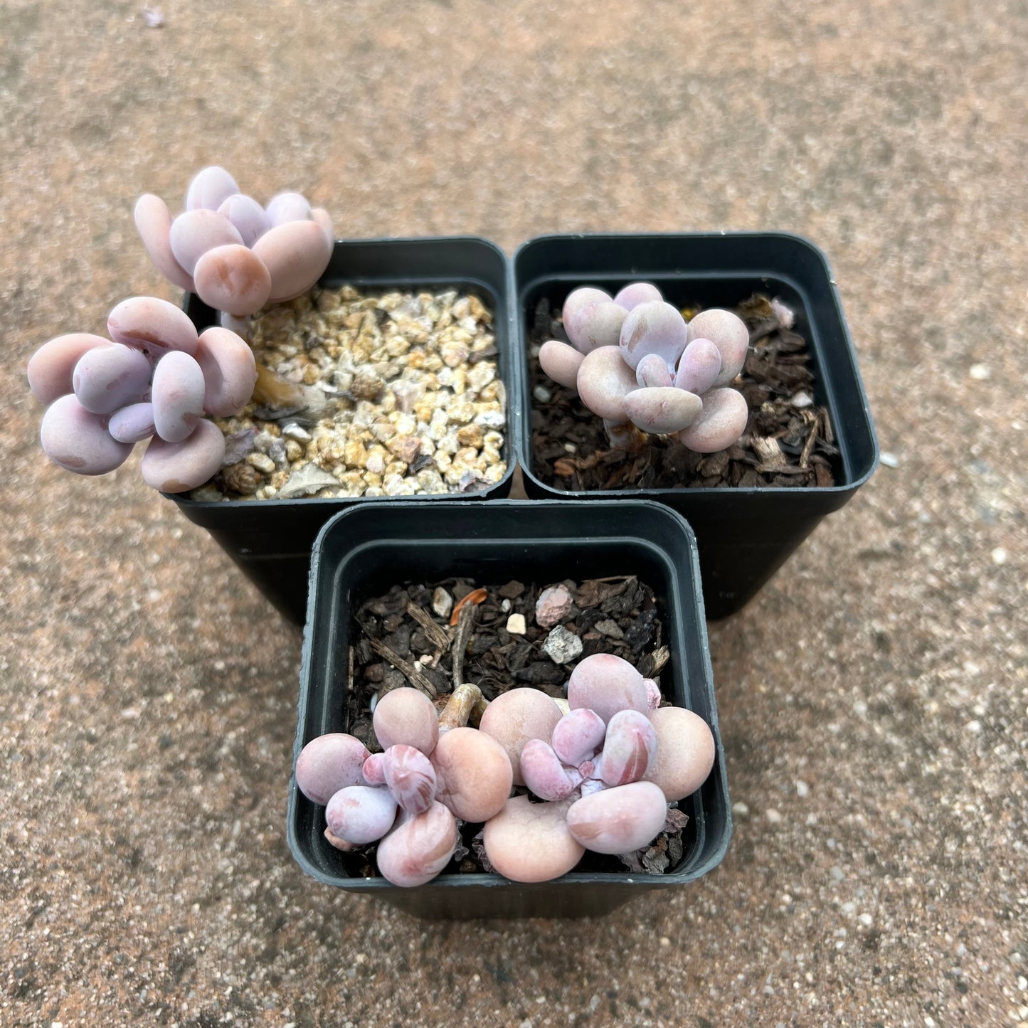 Graptopetalum Amethystinum / Lavender Pebbles