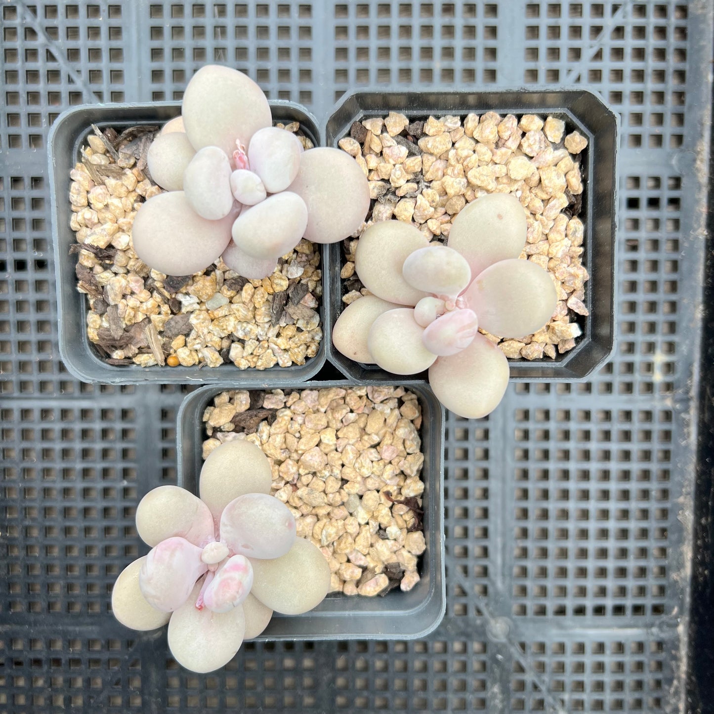 Graptopetalum Amethystinum / Lavender Pebbles
