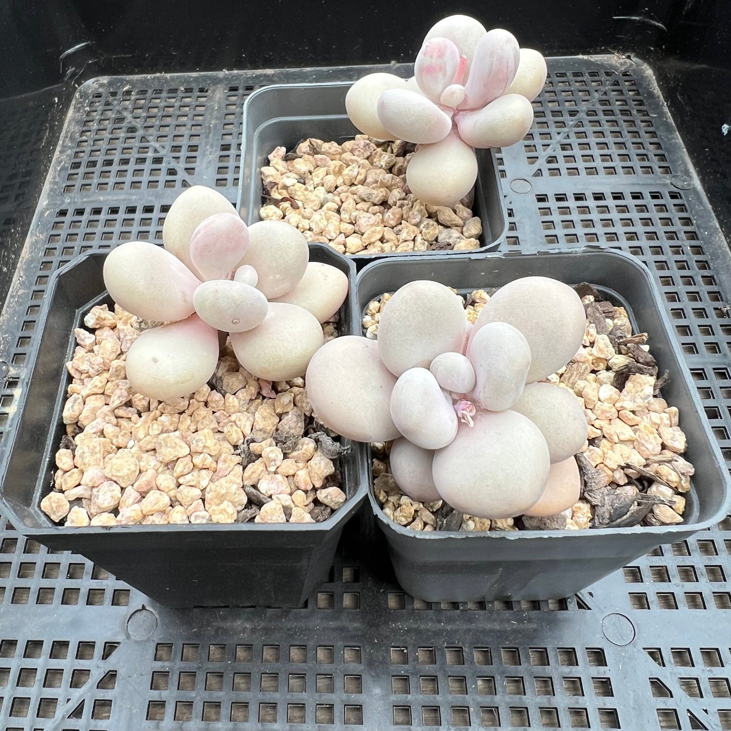 Graptopetalum Amethystinum / Lavender Pebbles