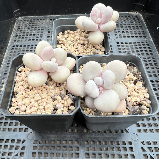 Graptopetalum Amethystinum / Lavender Pebbles