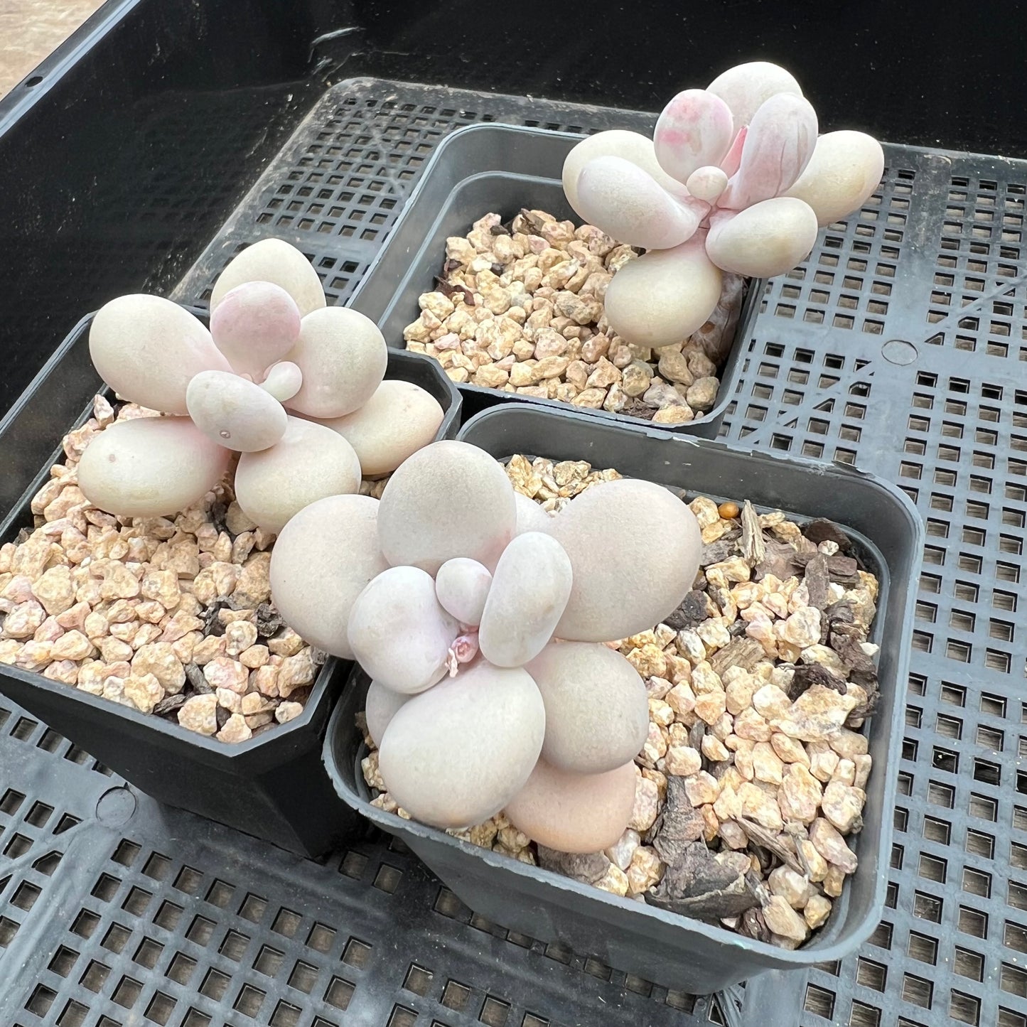 Graptopetalum Amethystinum / Lavender Pebbles