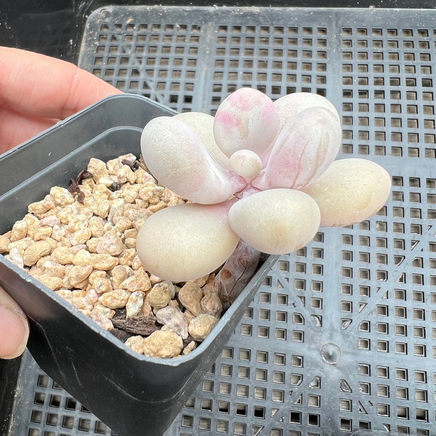 Graptopetalum Amethystinum / Lavender Pebbles