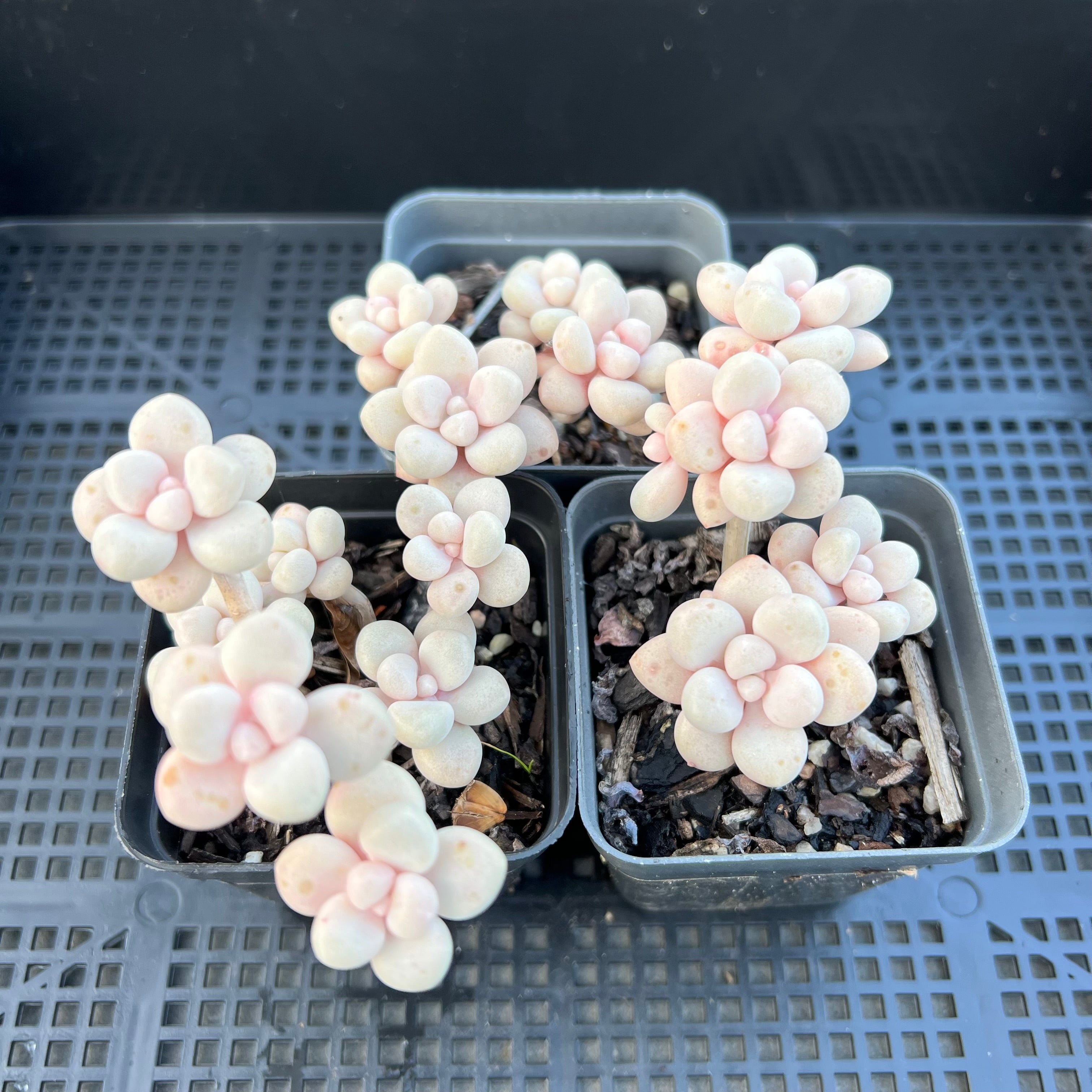 ellen succulent Graptopetalum Ellen Daruma Shu-rei