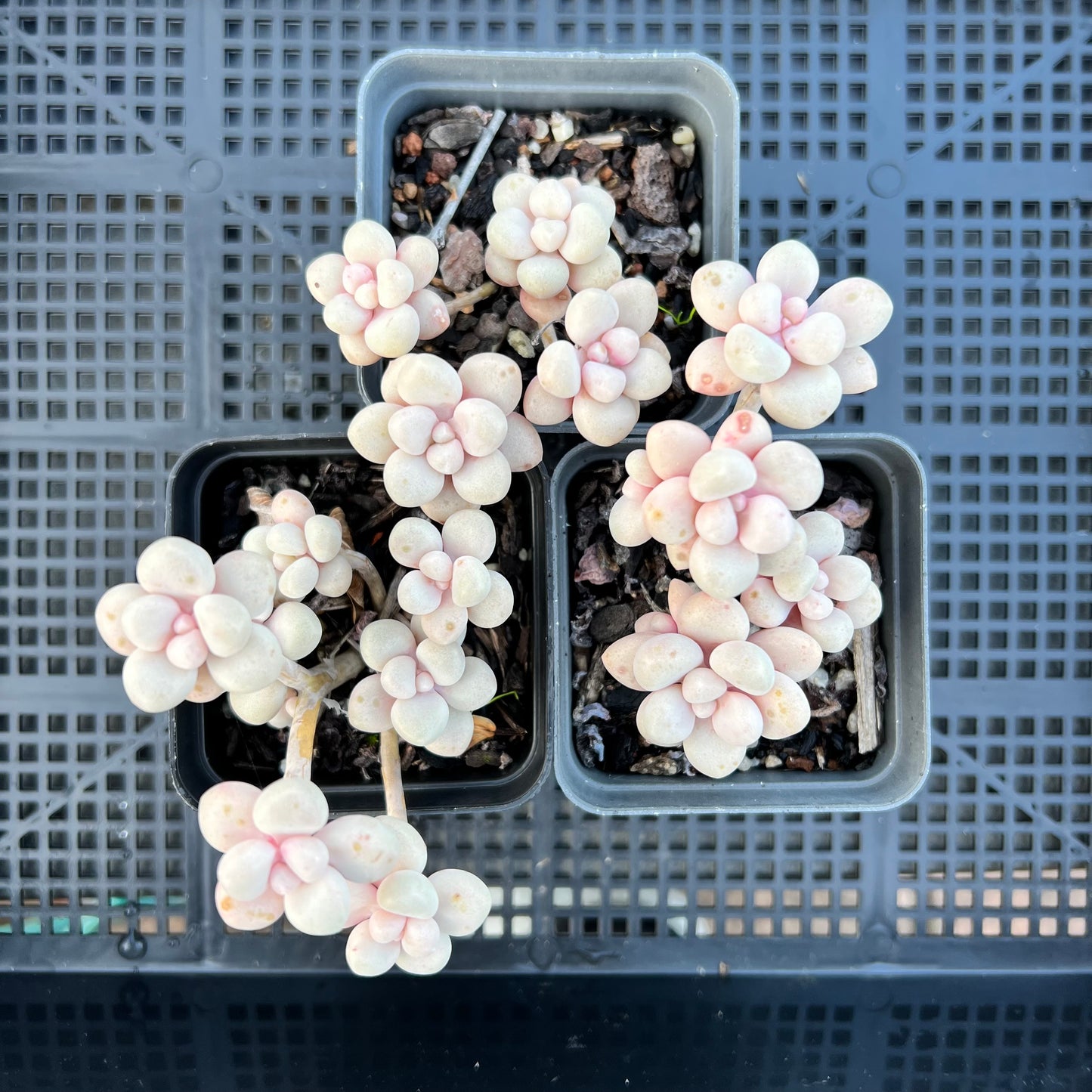 Graptopetalum Ellen Daruma Shu-rei