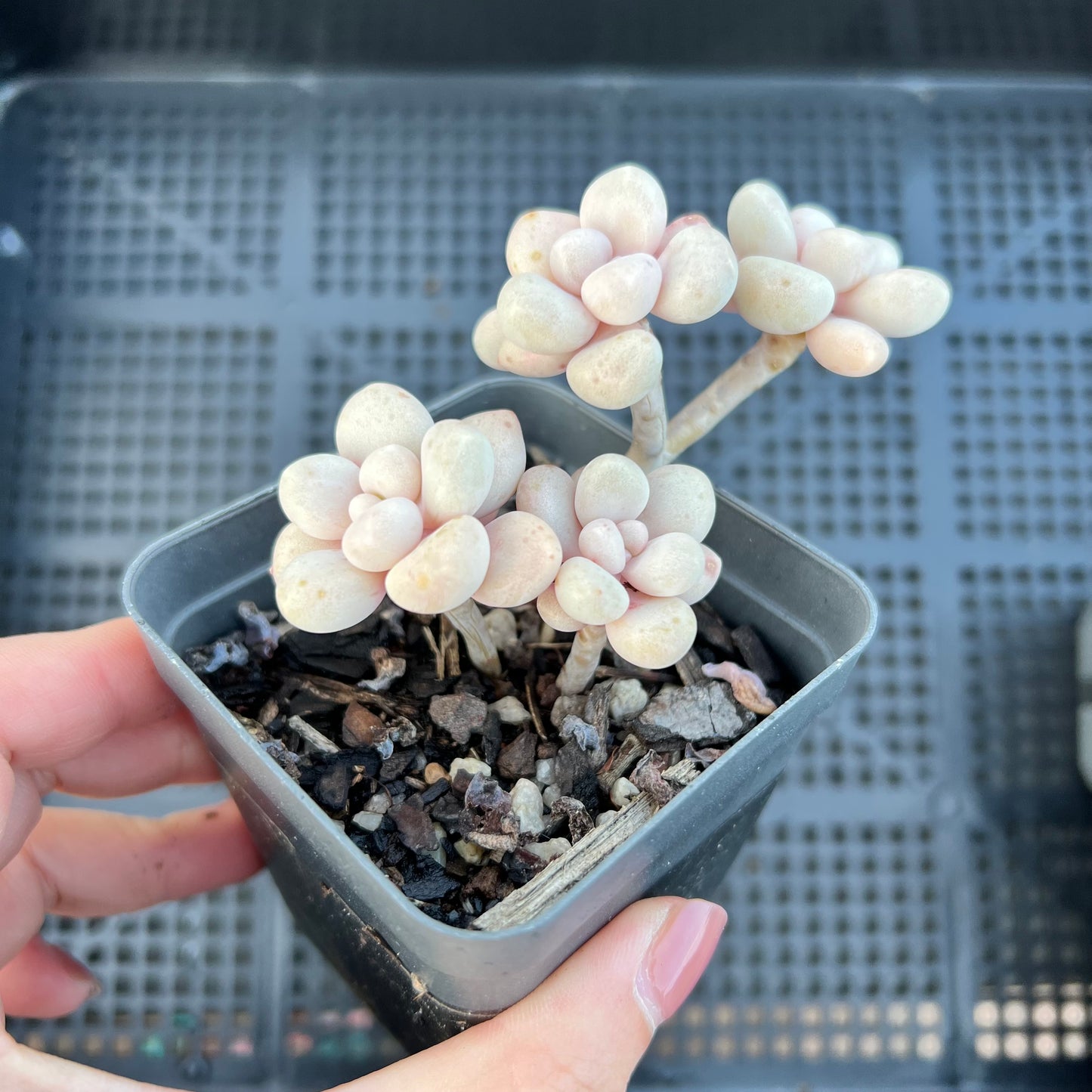 Graptopetalum Ellen Daruma Shu-rei