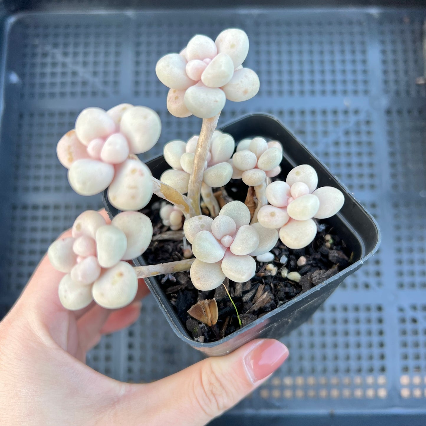 Graptopetalum Ellen Daruma Shu-rei