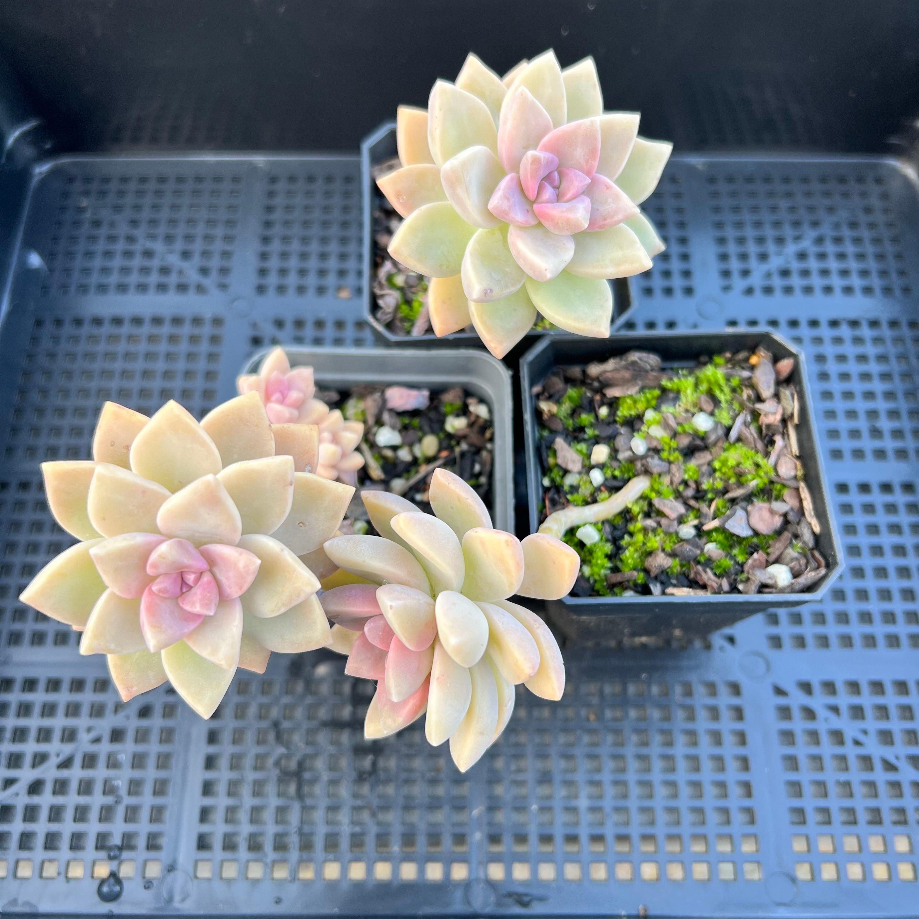 victor kane succulent Graptopetalum 'Victor Kane'