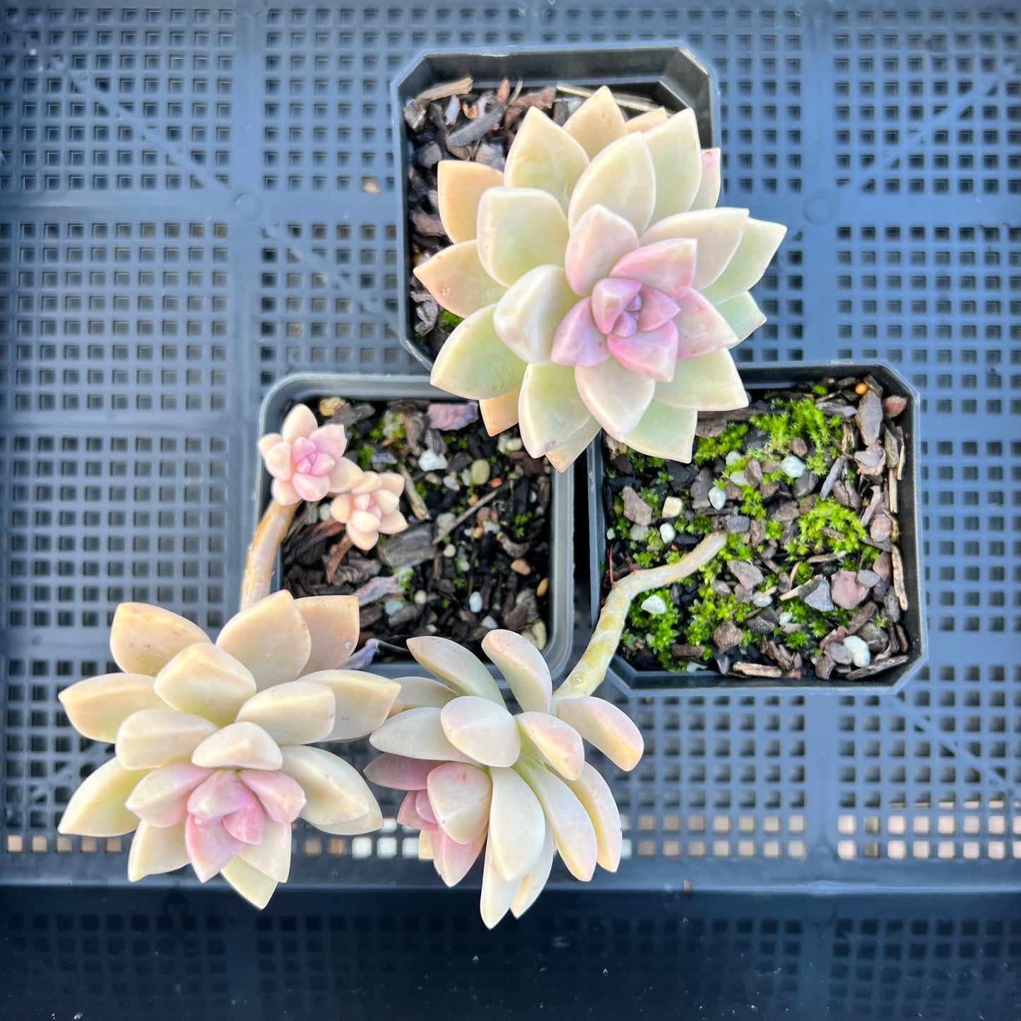 Graptopetalum 'Victor Kane'