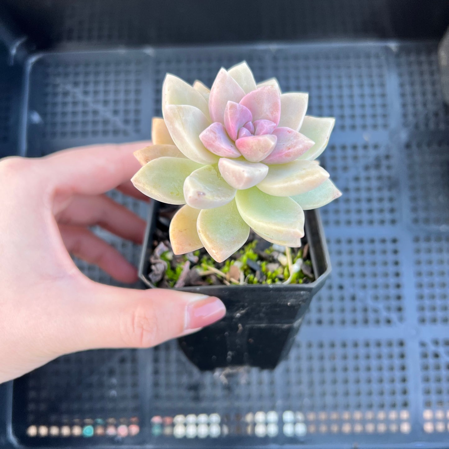 Graptopetalum 'Victor Kane'