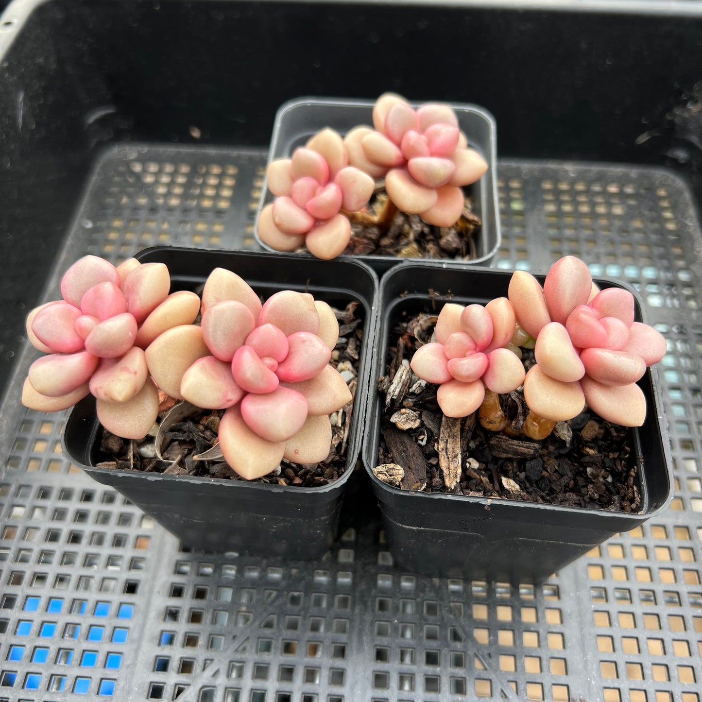 Graptoveria Avant Garde