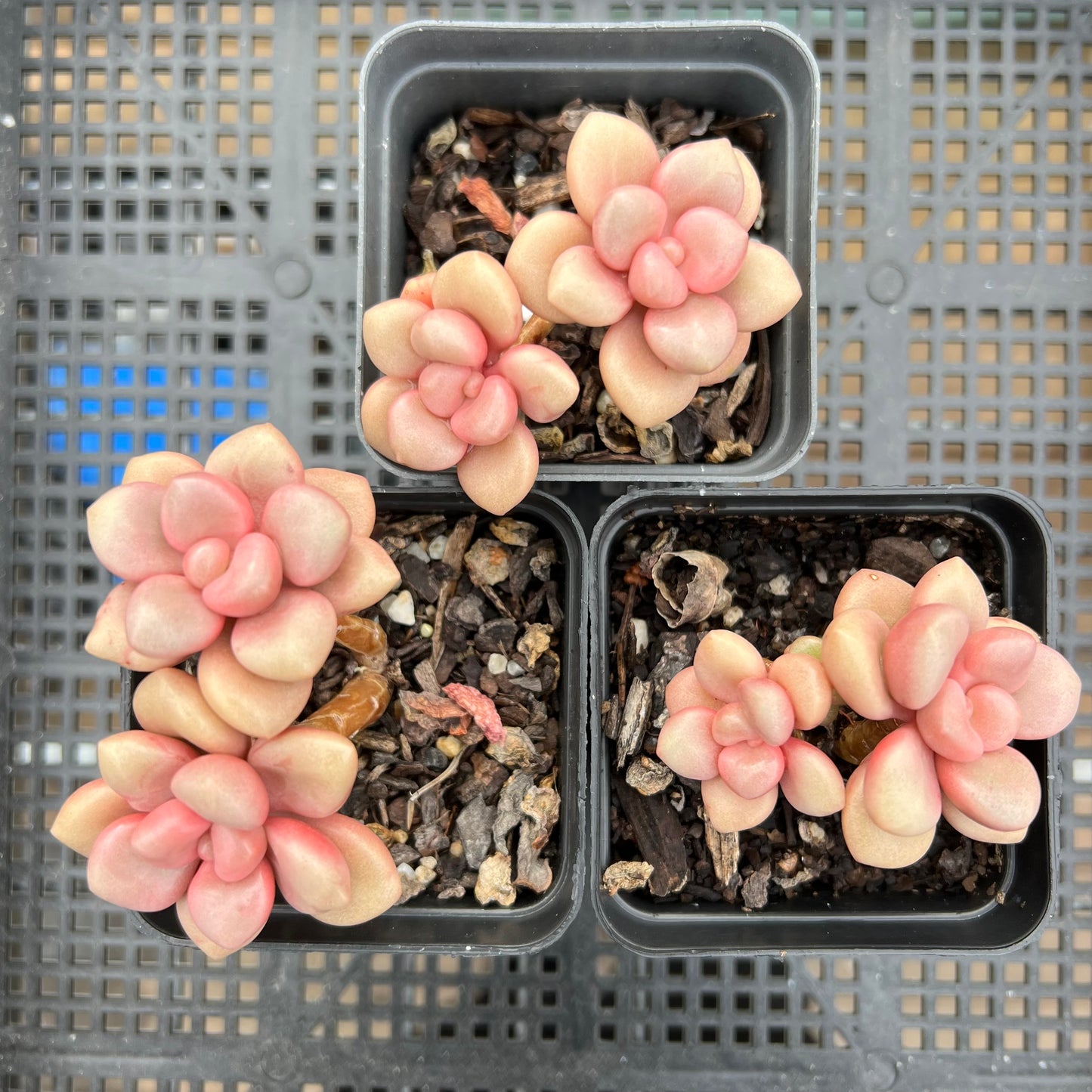 Graptoveria Avant Garde