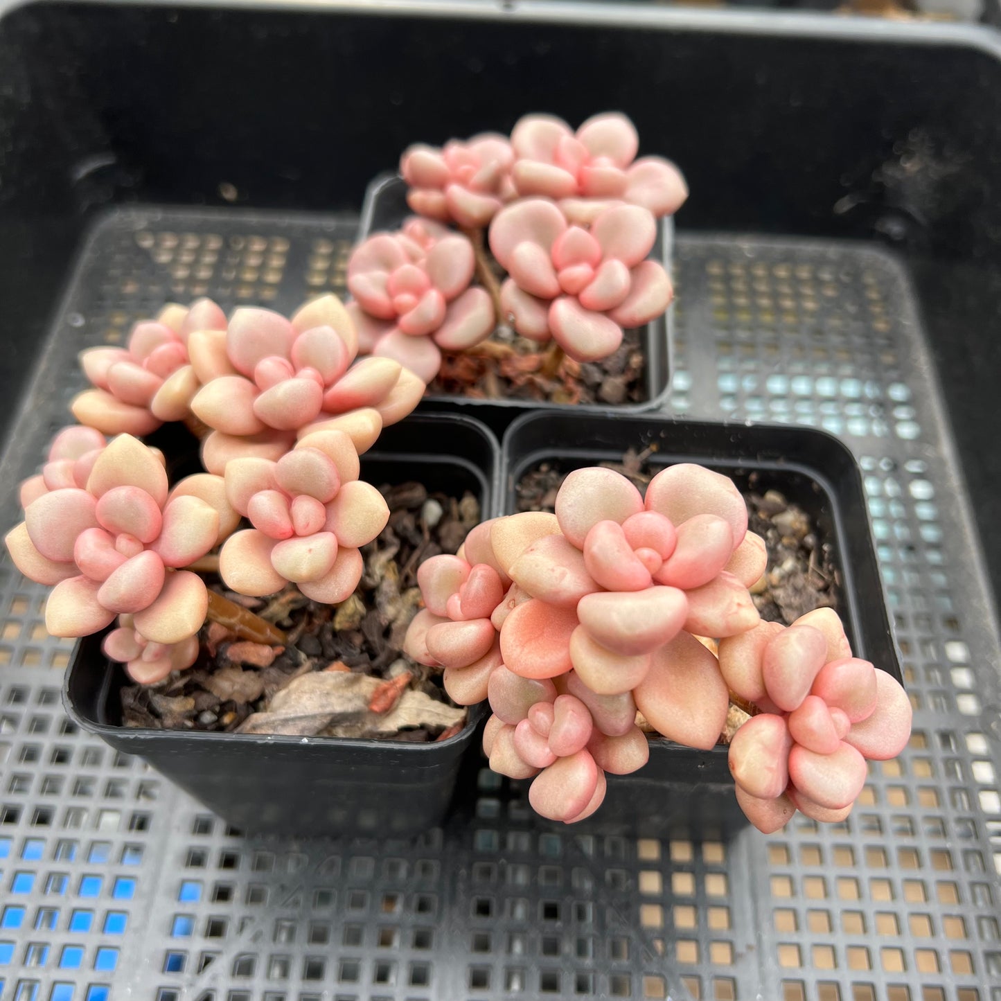 Graptoveria Avant Garde