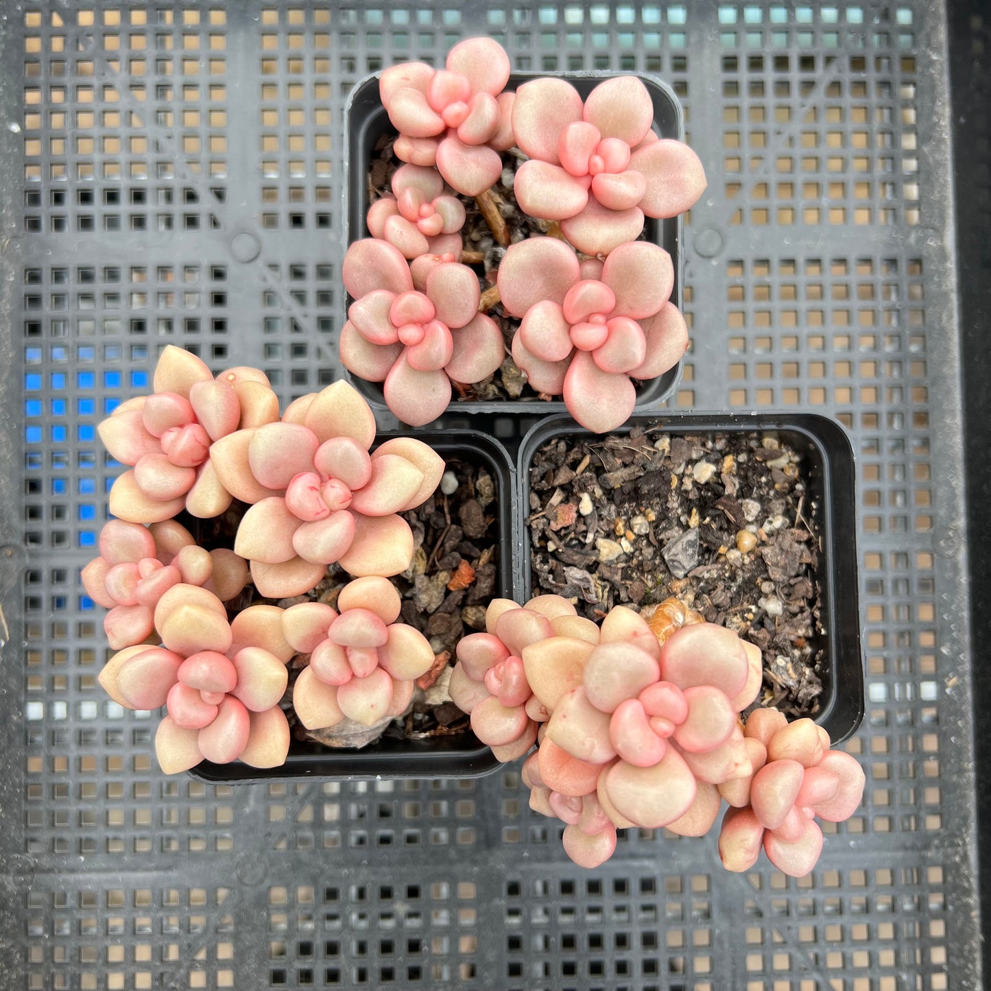 Graptoveria Avant Garde