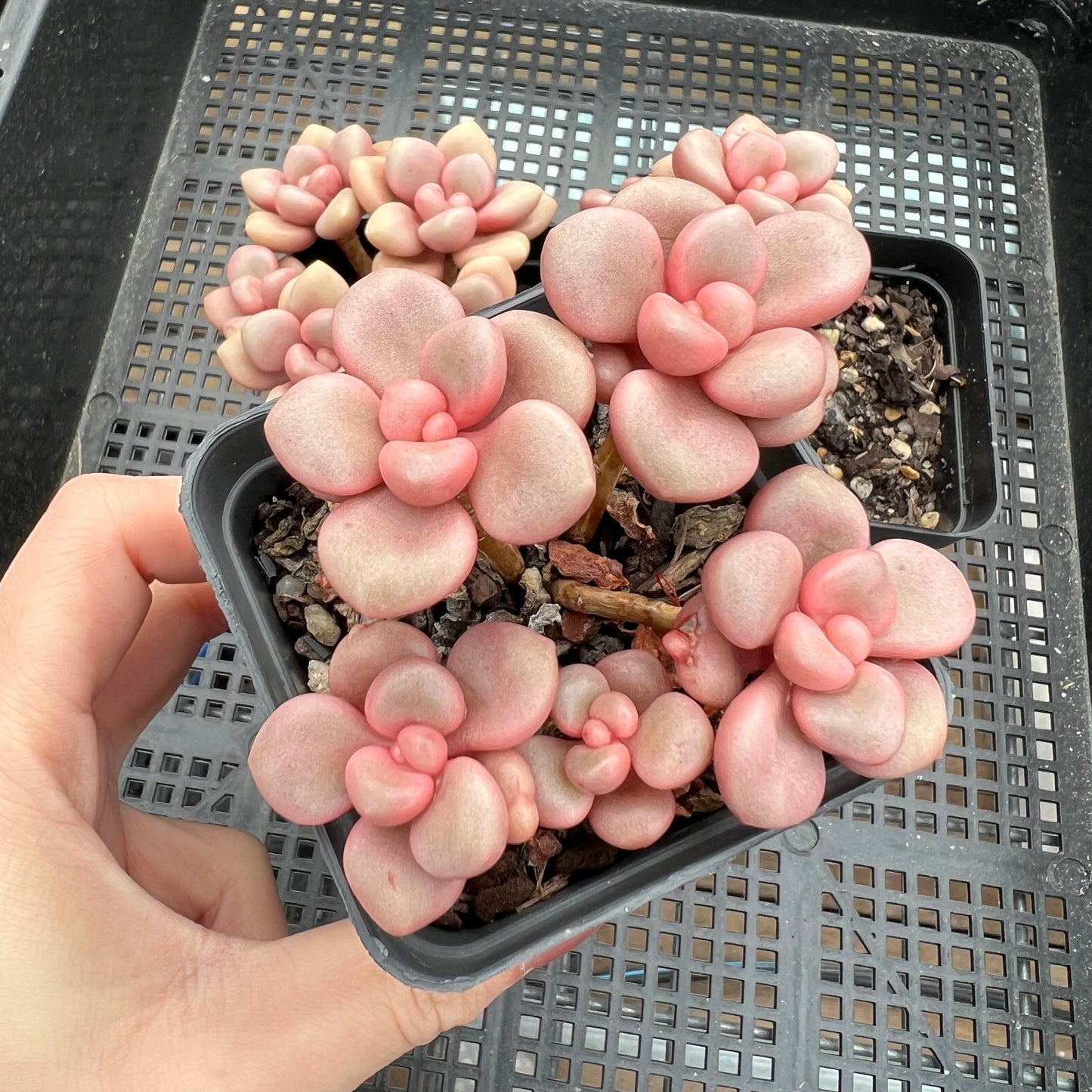 Graptoveria Avant Garde