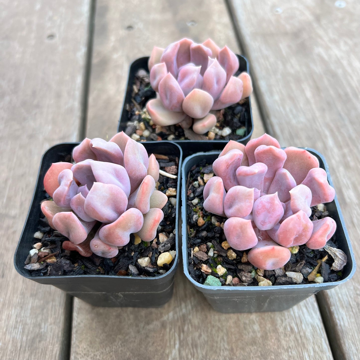 Graptoveria Topsy Debbie aka Lilac Spoons