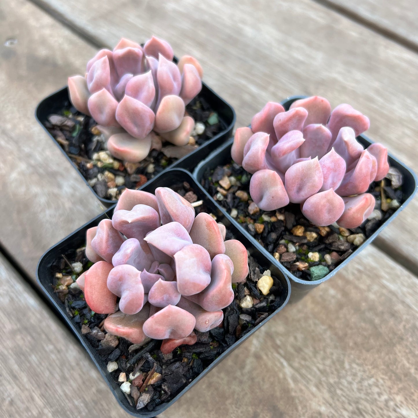 Graptoveria Topsy Debbie aka Lilac Spoons