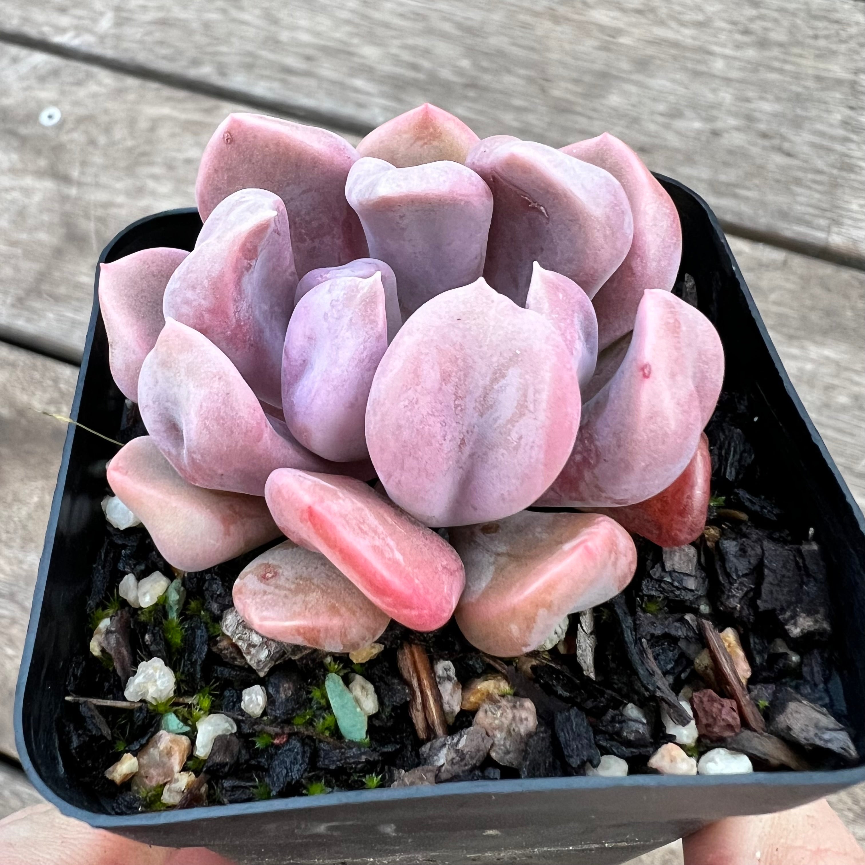 topsy debbie succulent Graptoveria Topsy Debbie aka Lilac Spoons