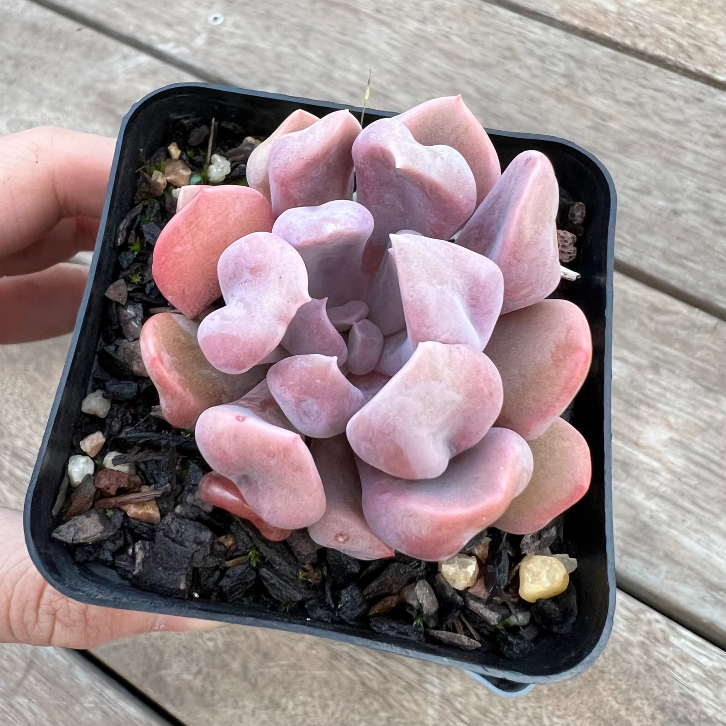 Graptoveria Topsy Debbie aka Lilac Spoons