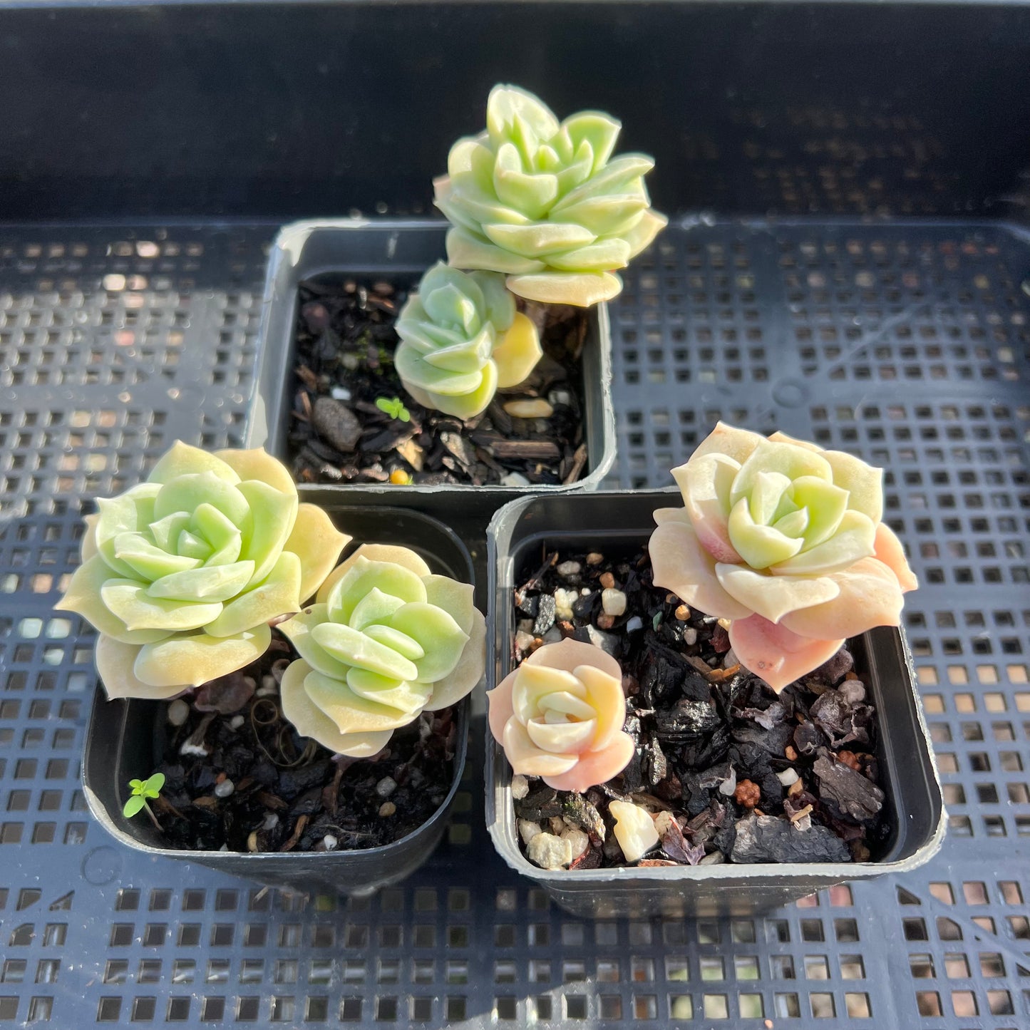 Graptoveria Lovely Rose