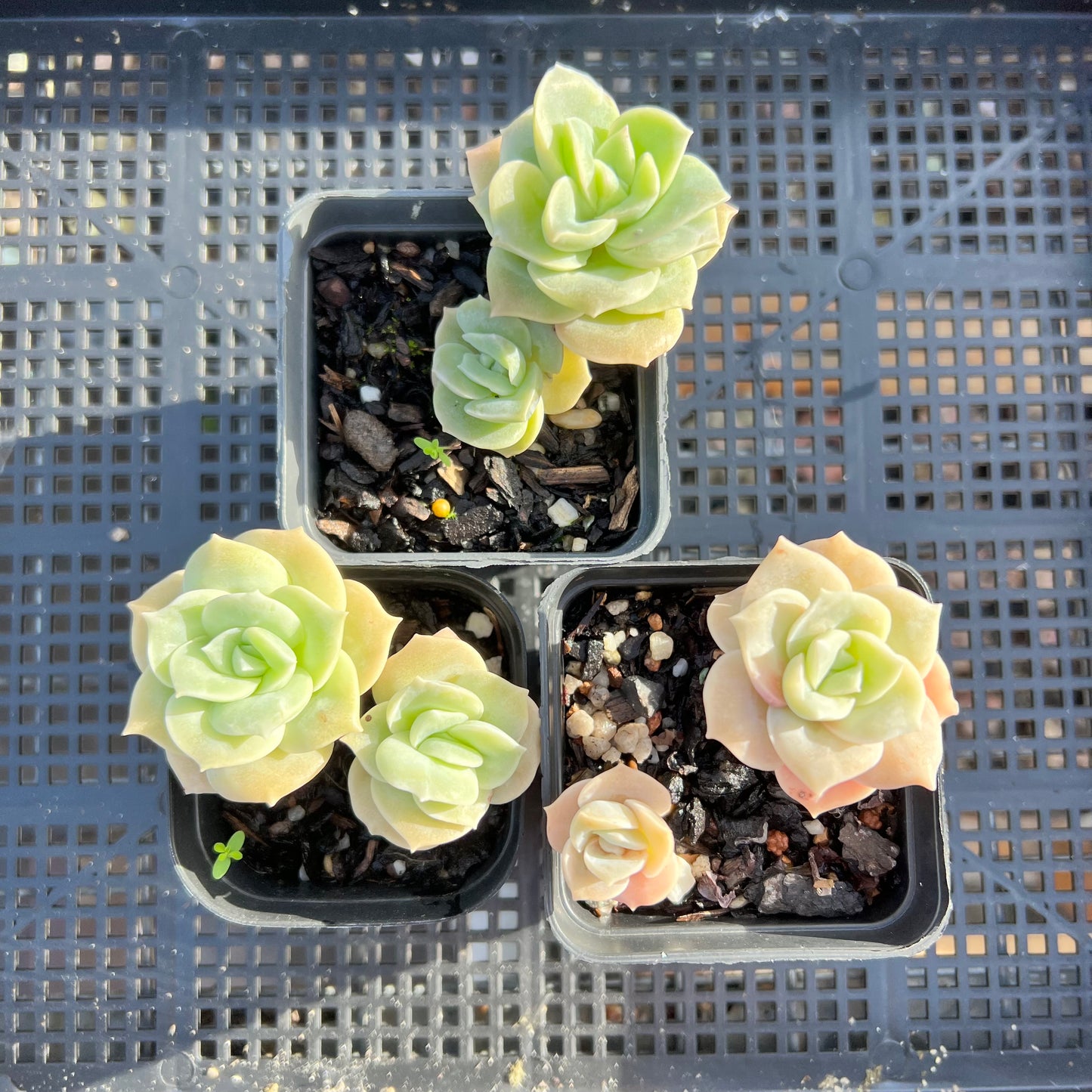 Graptoveria Lovely Rose