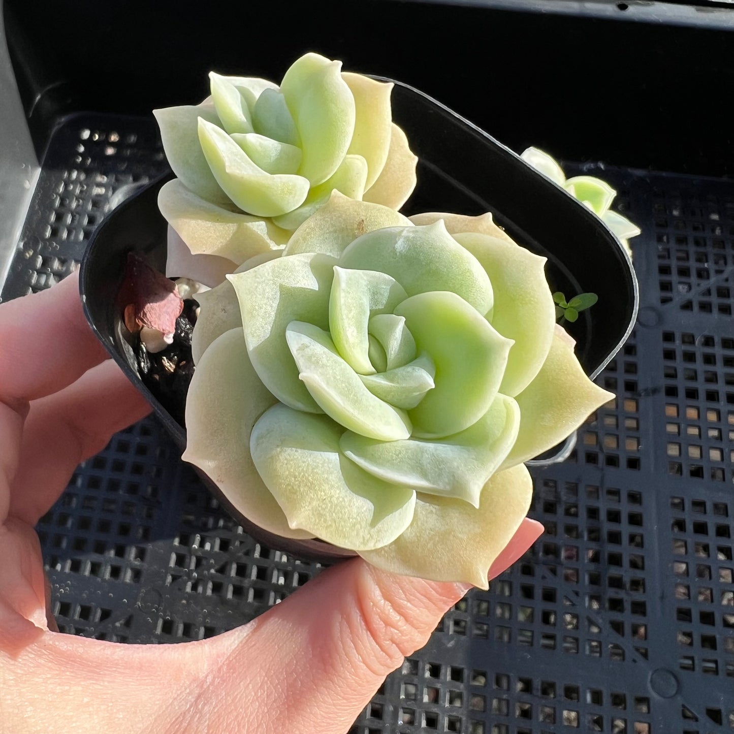 Graptoveria Lovely Rose