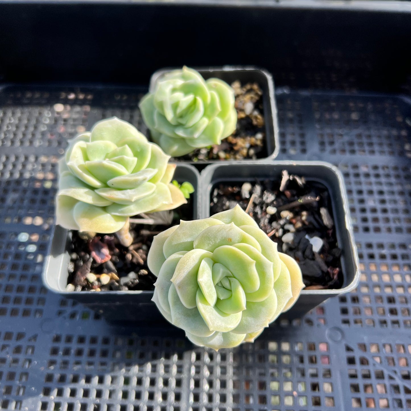 Graptoveria Lovely Rose