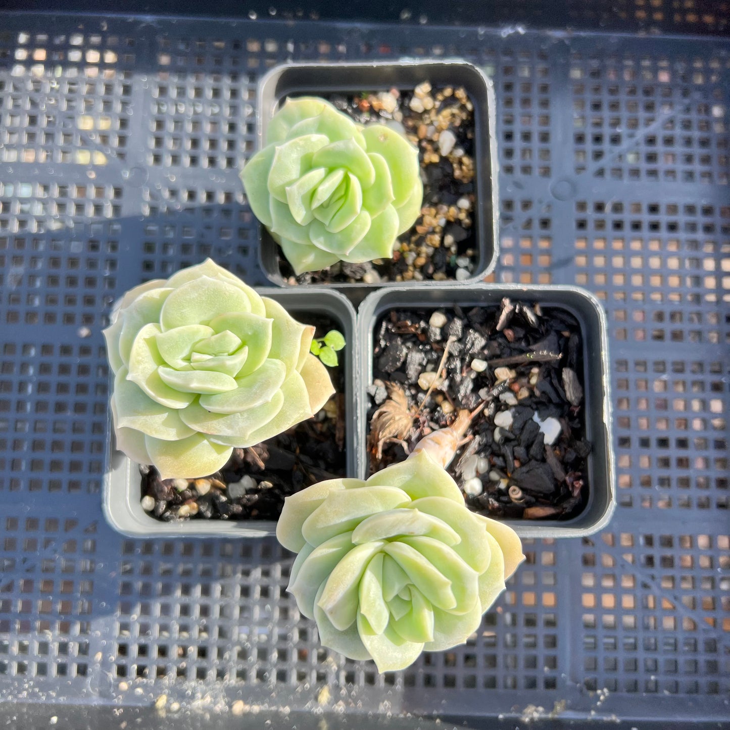 Graptoveria Lovely Rose