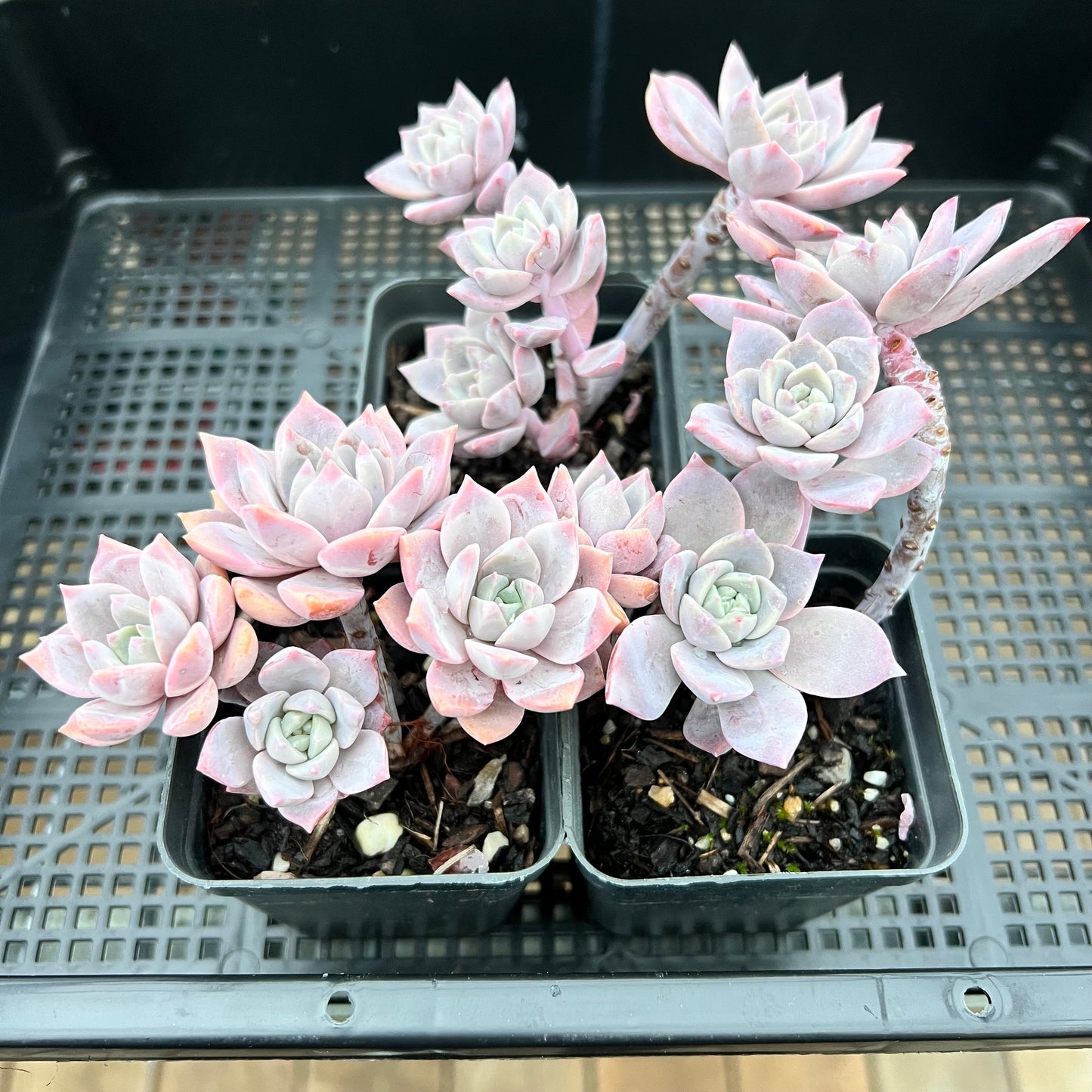 Graptoveria Milky Way