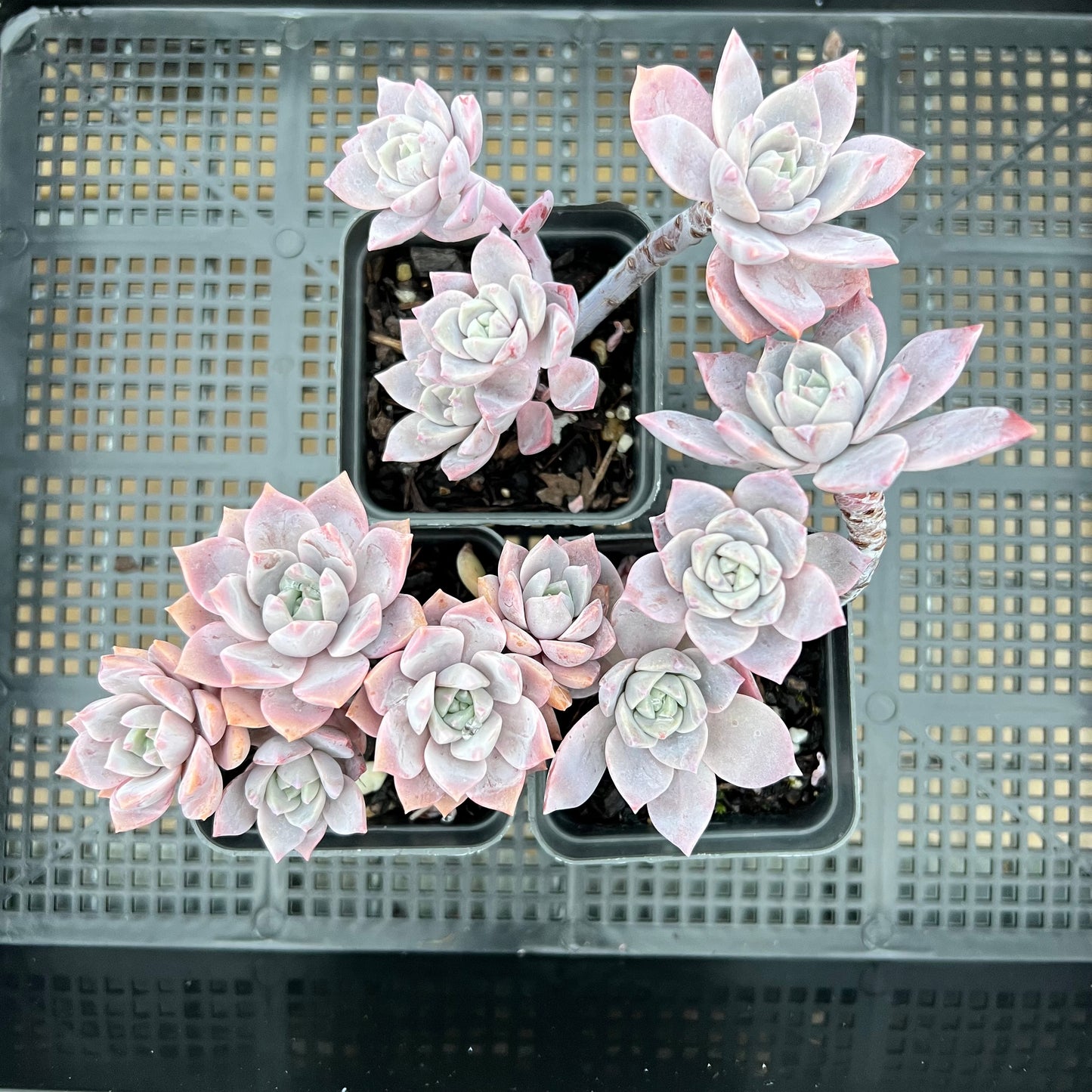 Graptoveria Milky Way