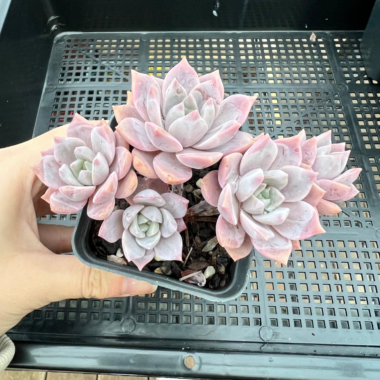 Graptoveria Milky Way