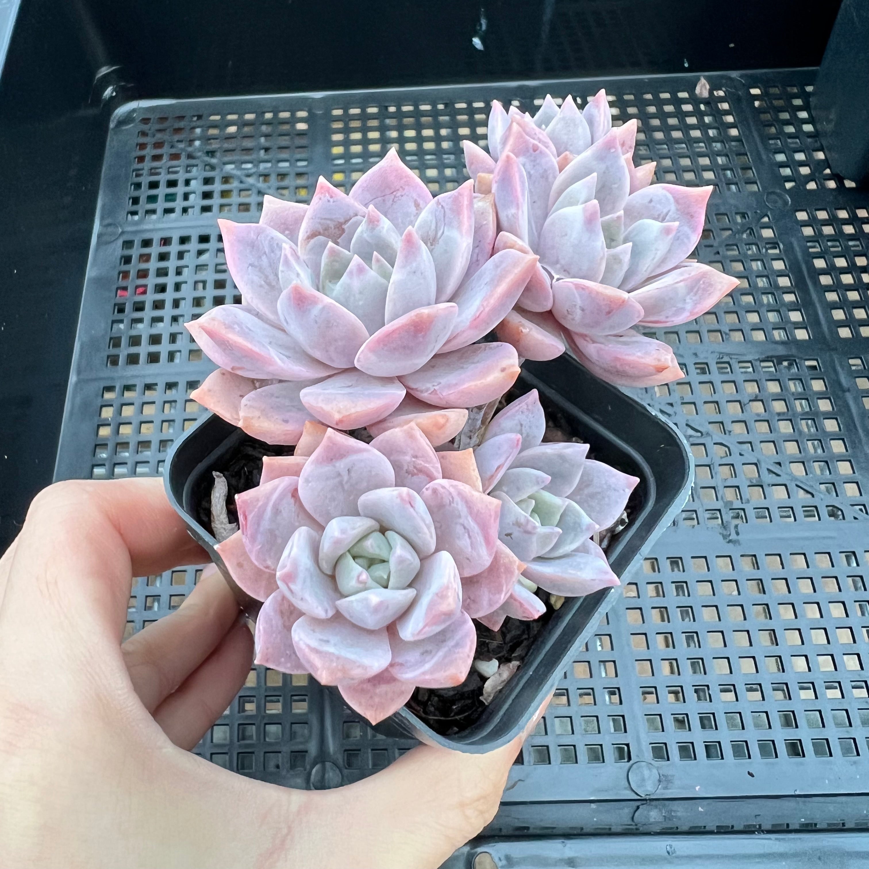 milky way succulent Graptoveria Milky Way