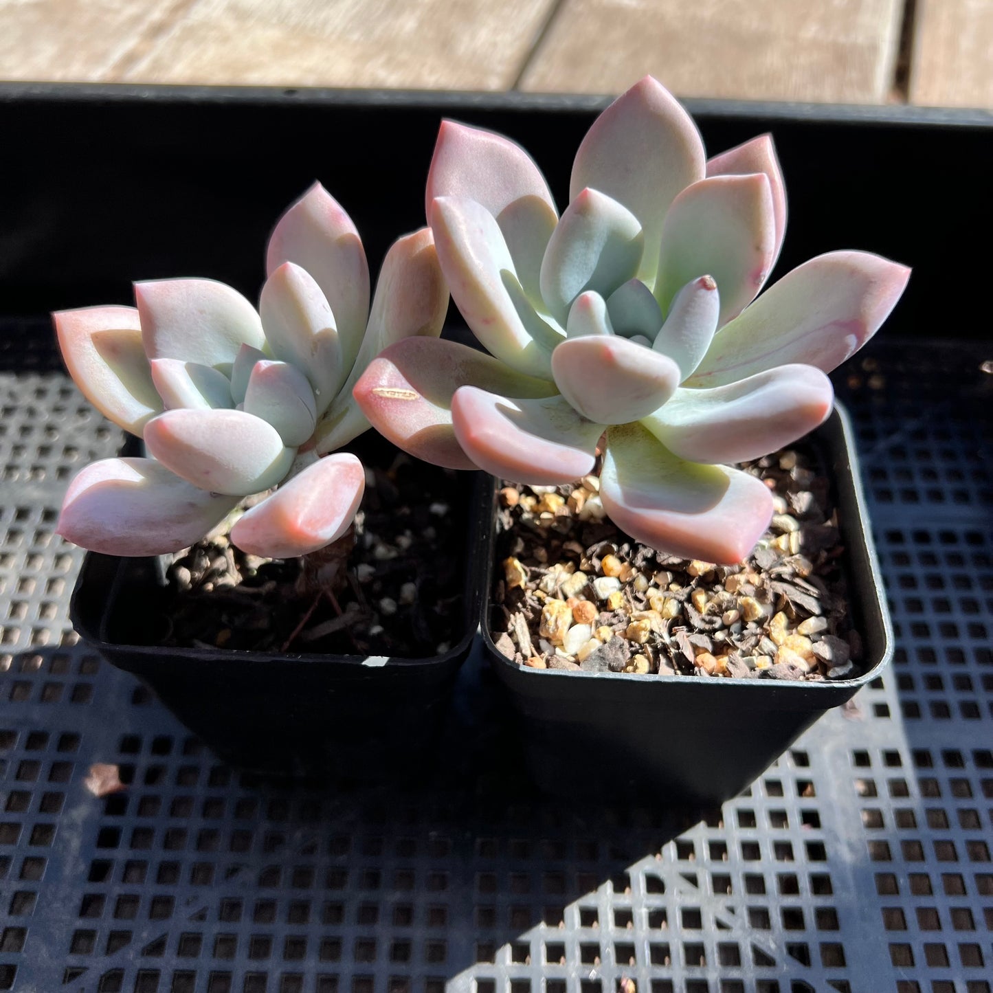 Graptoveria Opalina