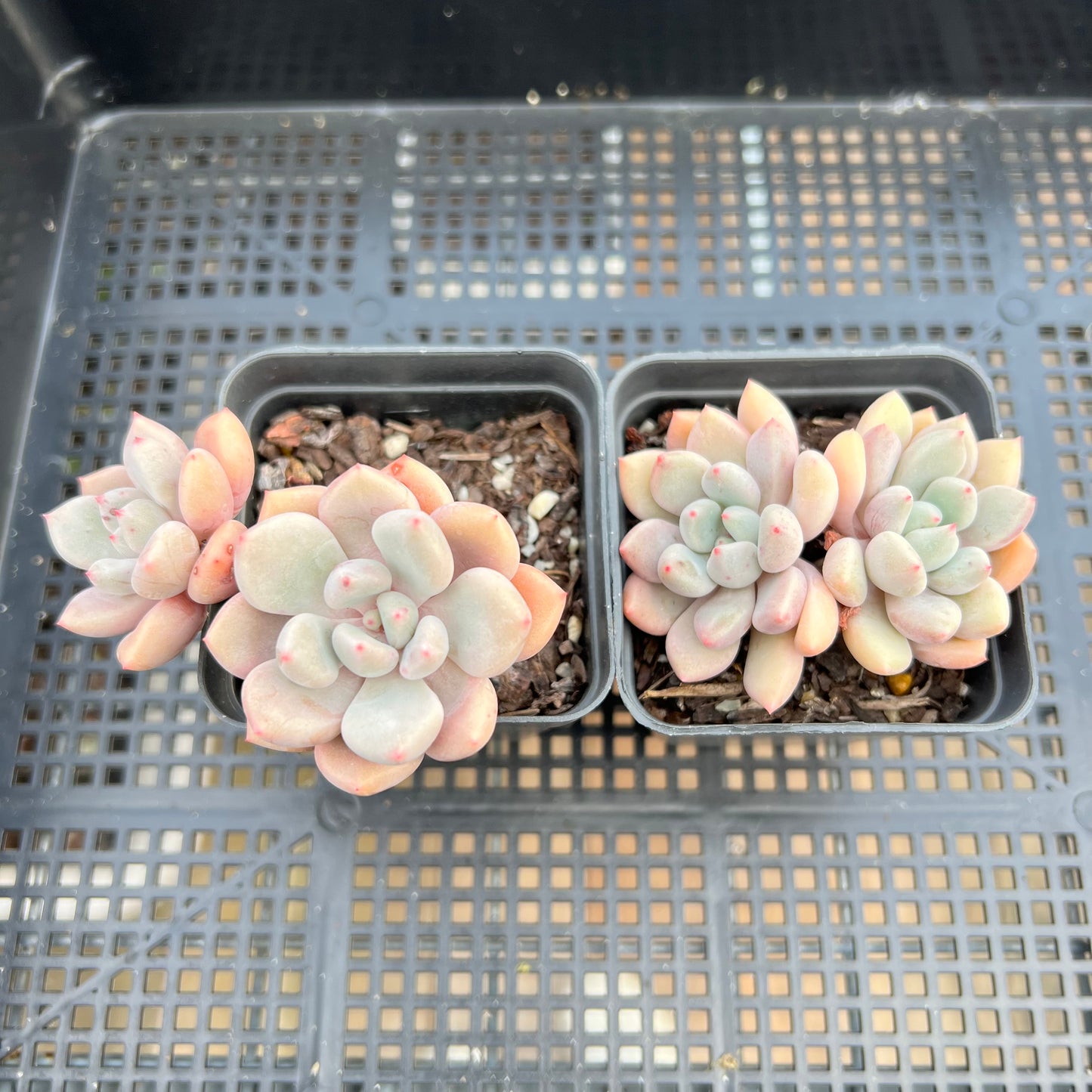 Graptoveria Orange Sherbet - PKJ