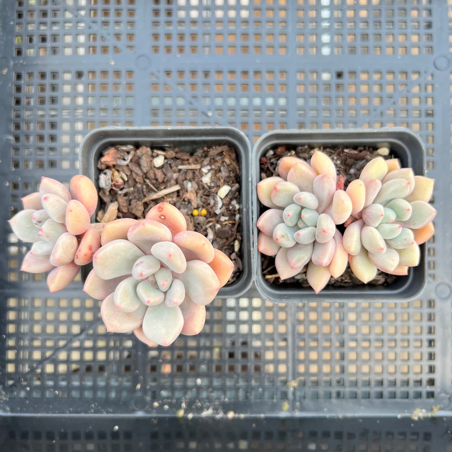 Graptoveria Orange Sherbet - PKJ