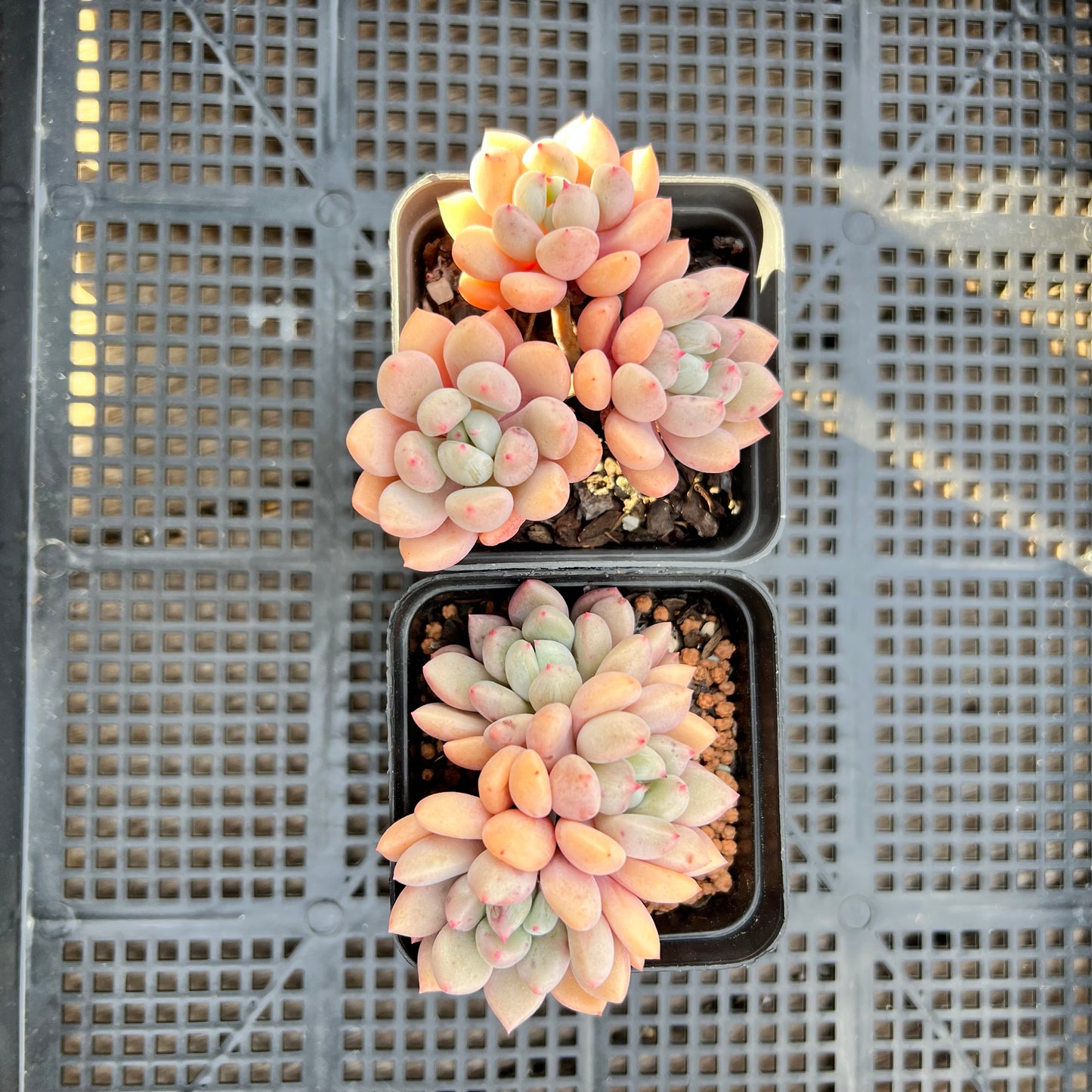 Graptoveria Orange Sherbet - PKJ