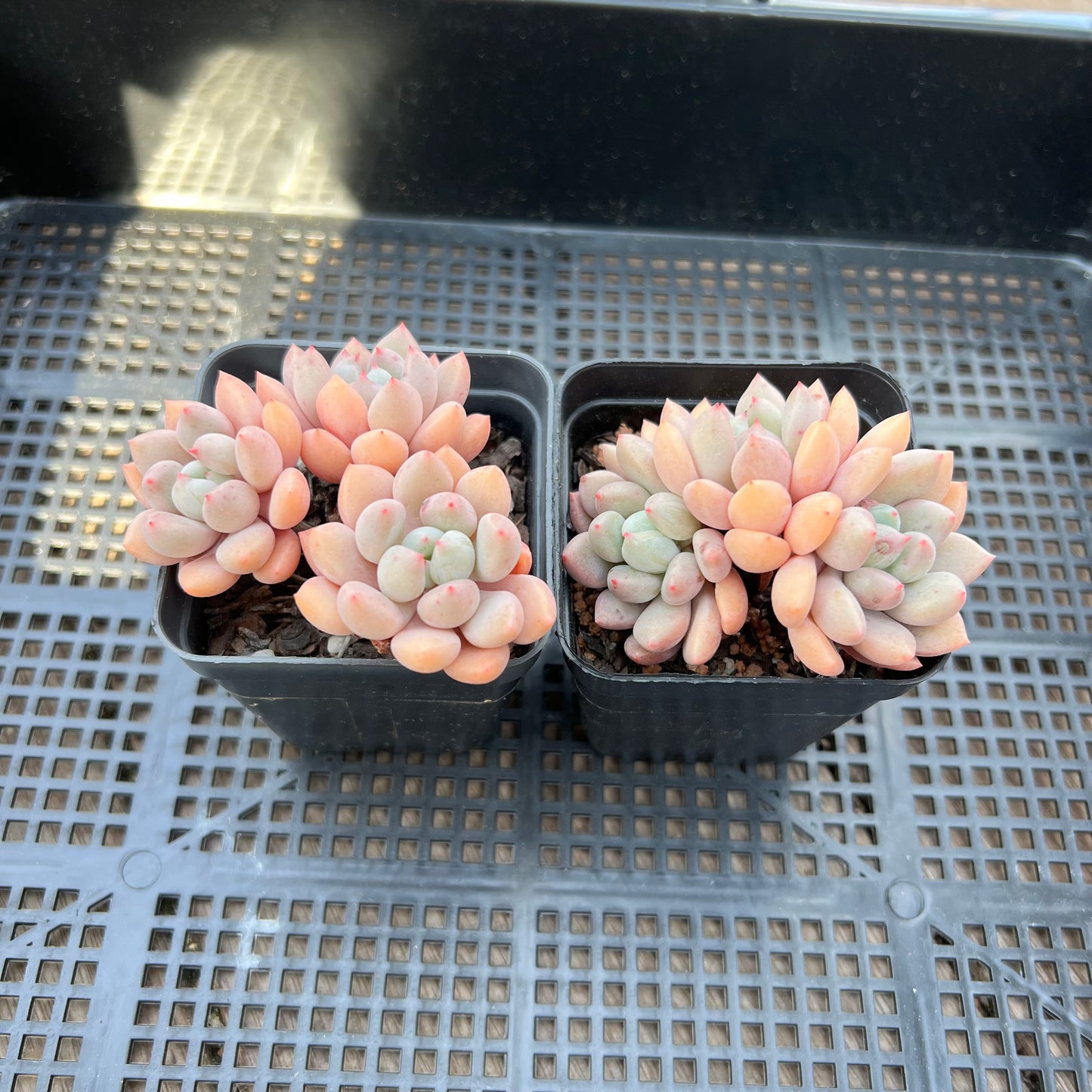 Graptoveria Orange Sherbet - PKJ