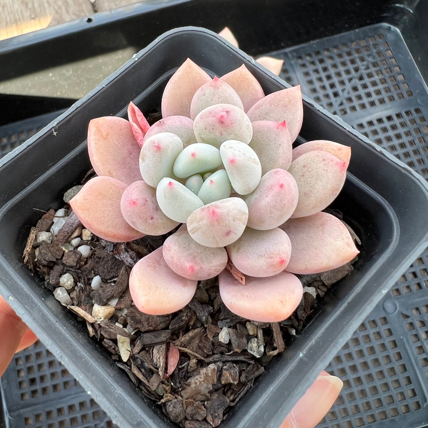 Graptoveria Orange Sherbet - PKJ